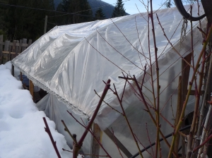 greenhouse before